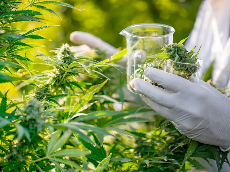 A person wearing white gloves holds cannabis buds with a glass beaker and container in a field of cannabis plants, appearing to collect samples for scientific or medical analysis.